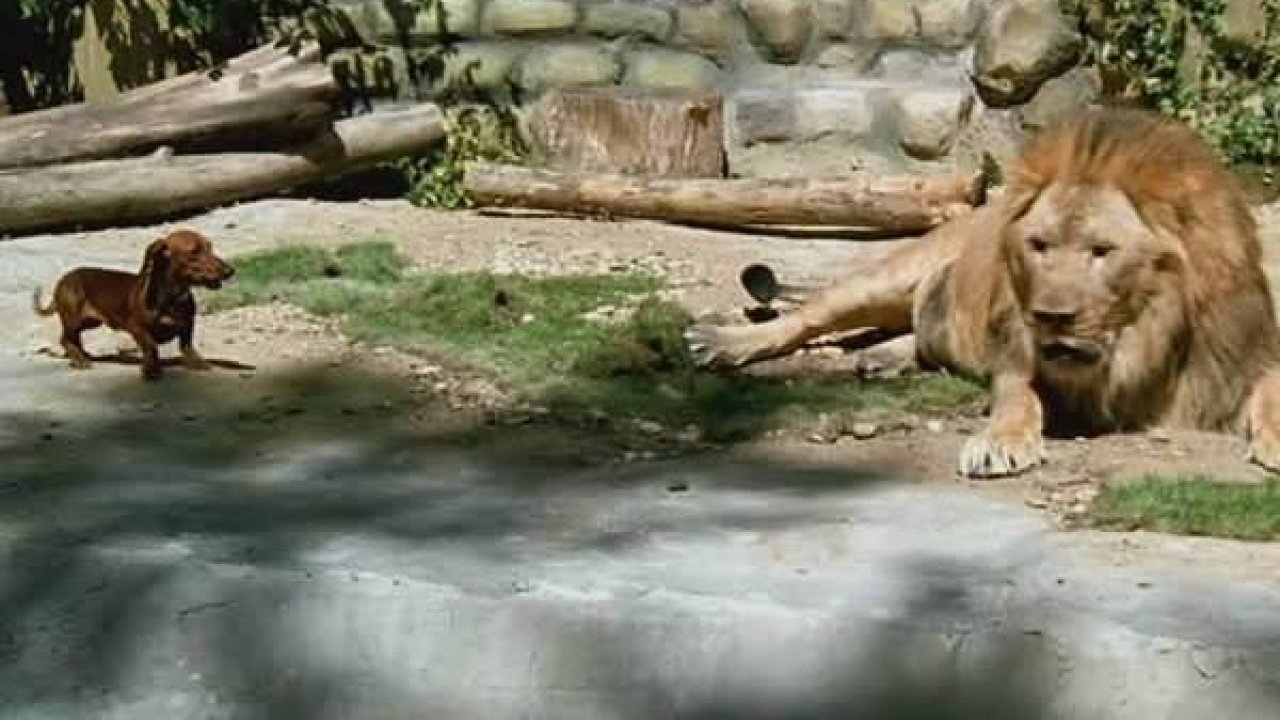 Четыре таксиста и собака